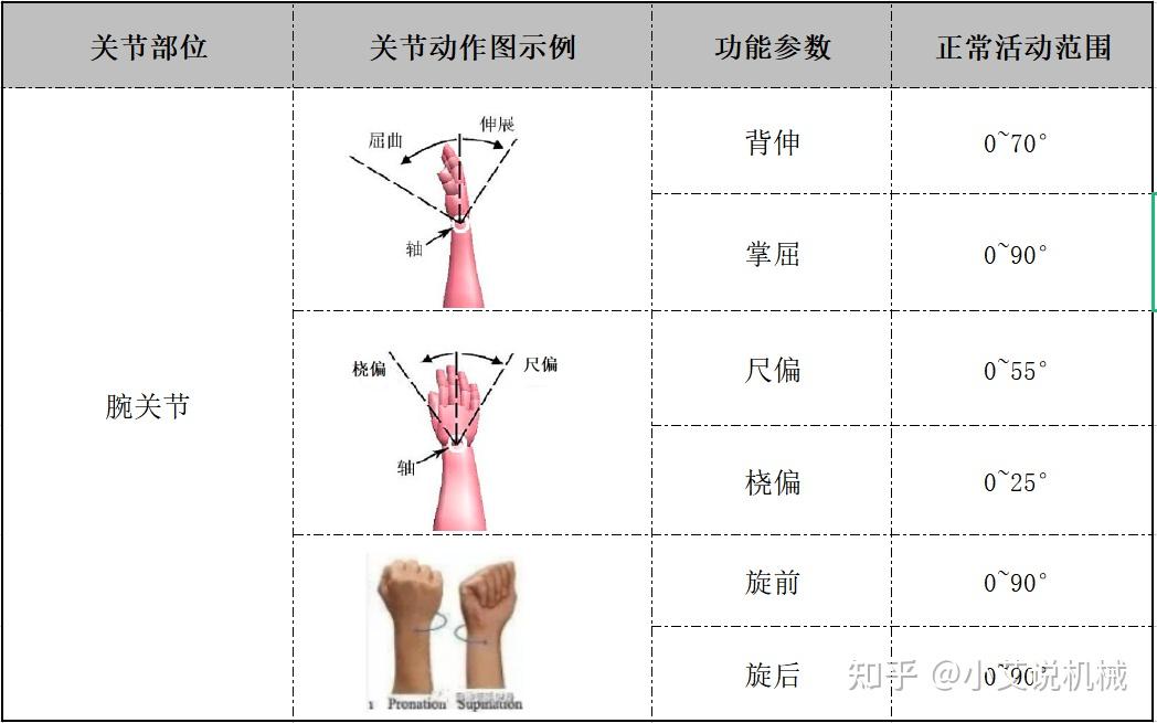 踝关节有哪些关节活动?