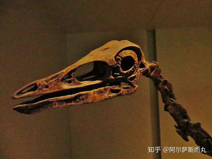 为什么大众仍然不接受鸟类源于恐龙？