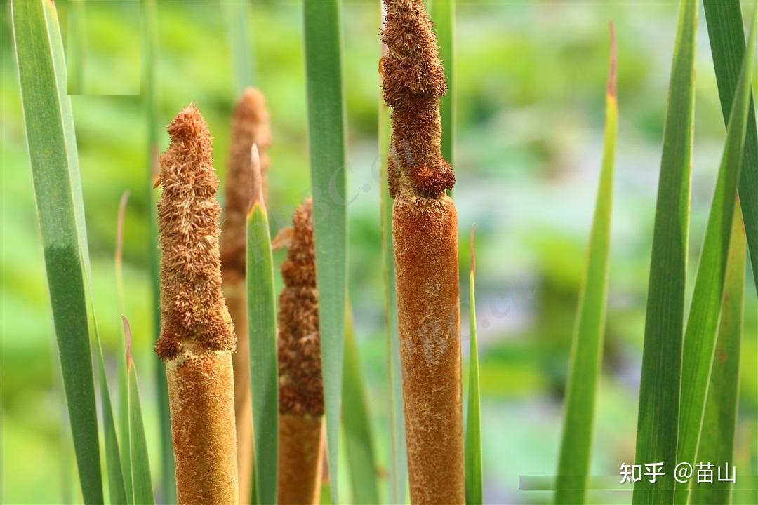 请问香蒲和水烛在外观上有没有易于区分的点 知乎 