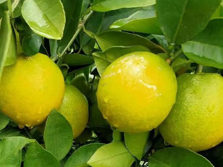 宜昌厚强李子种苗基地介绍青秋脐橙品种