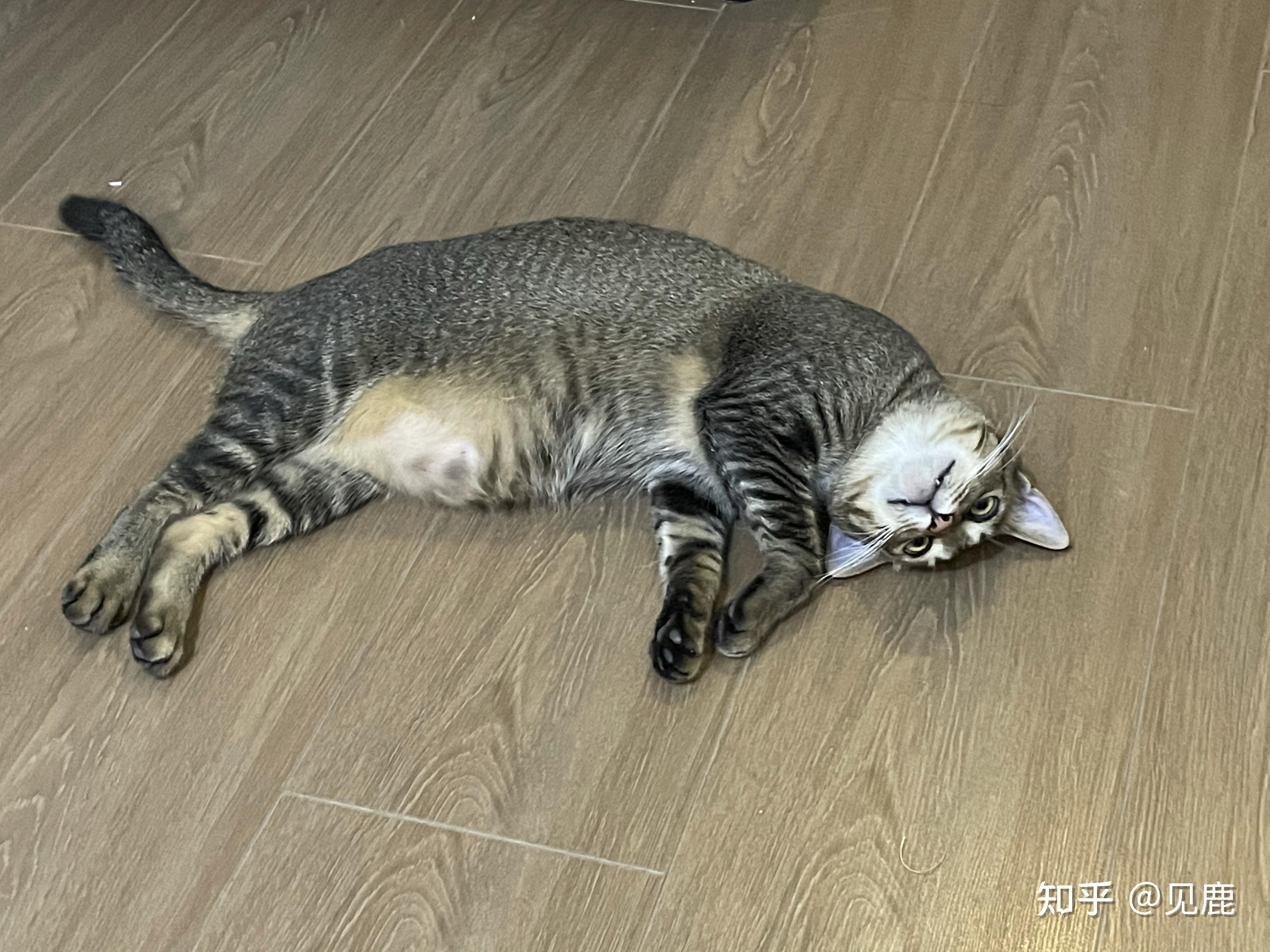 养雀猫麻猫是一种怎样的体验