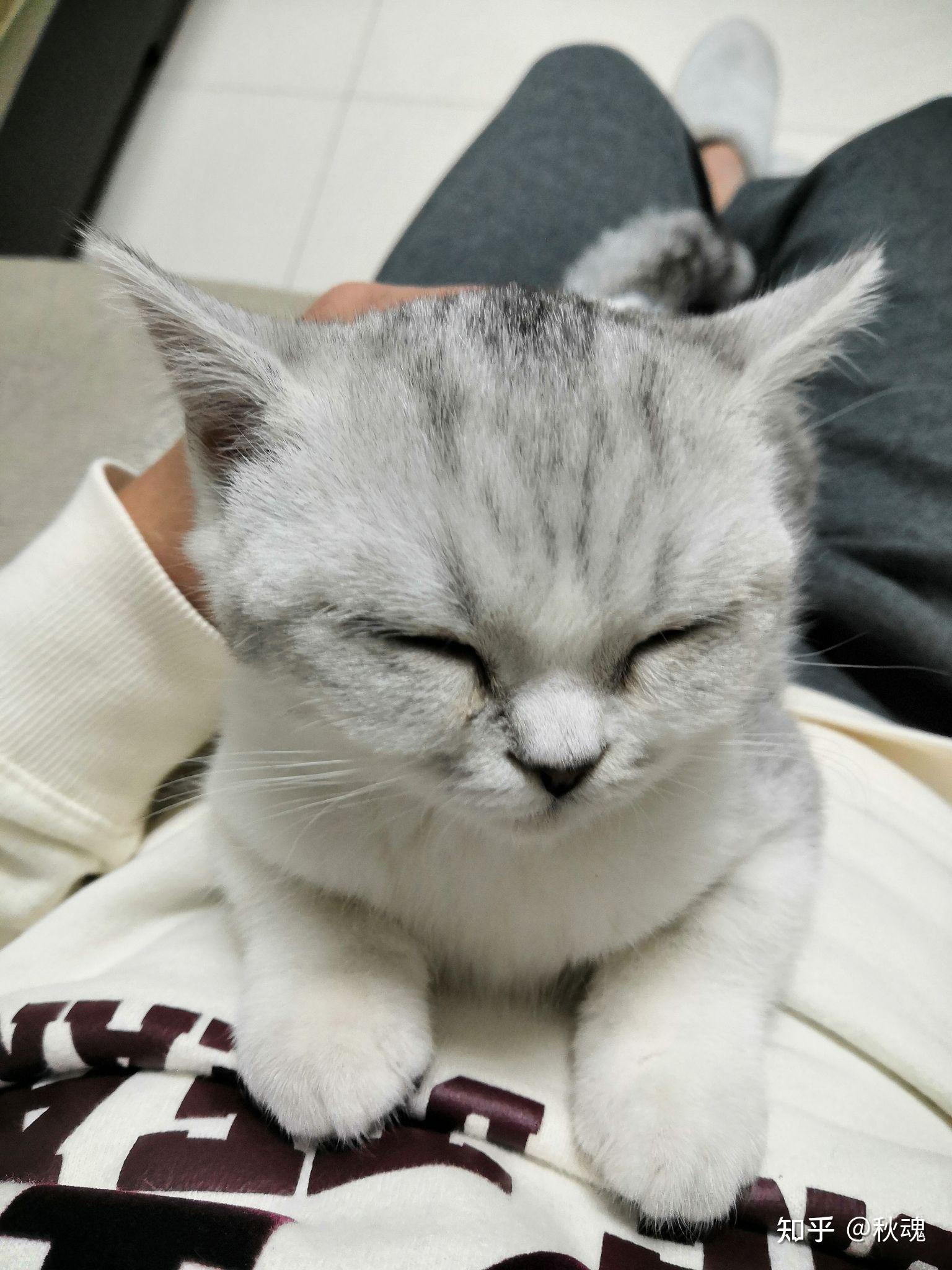 布偶猫这是泪痕吗