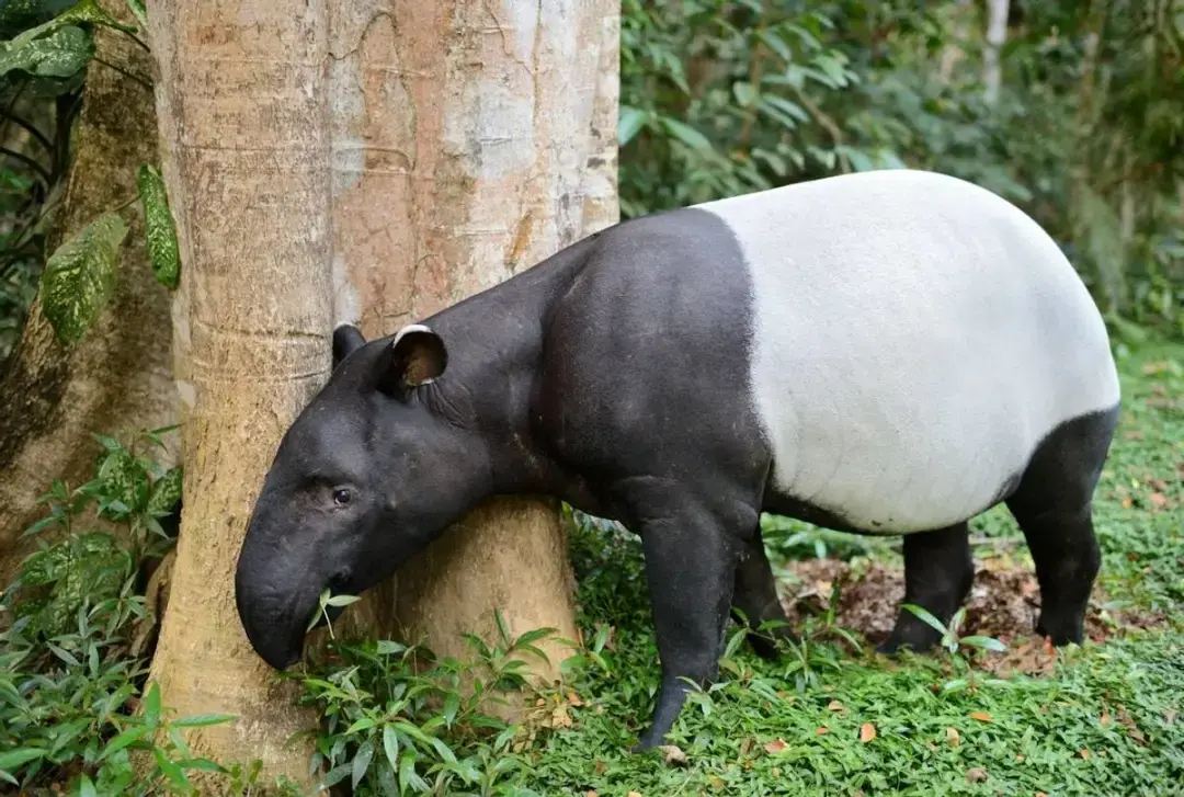 黑白色的動物都有哪些