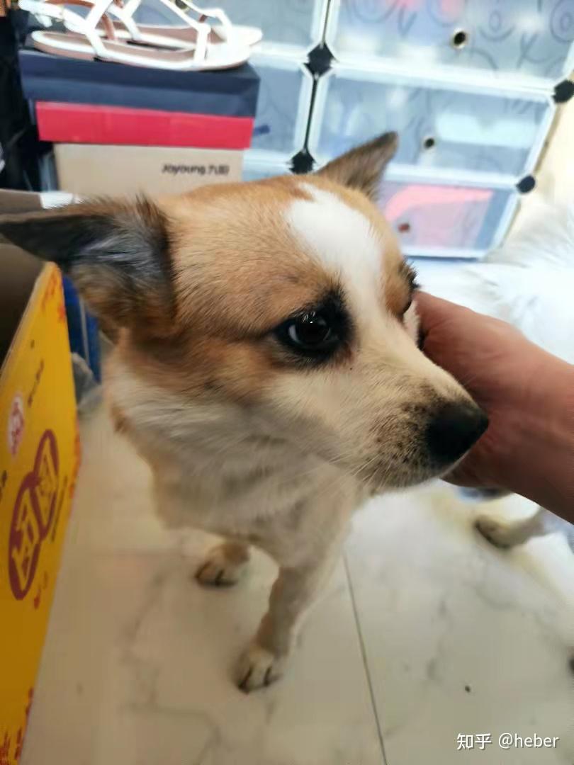 吉娃娃和柯基的混血是什么样子? - 知乎