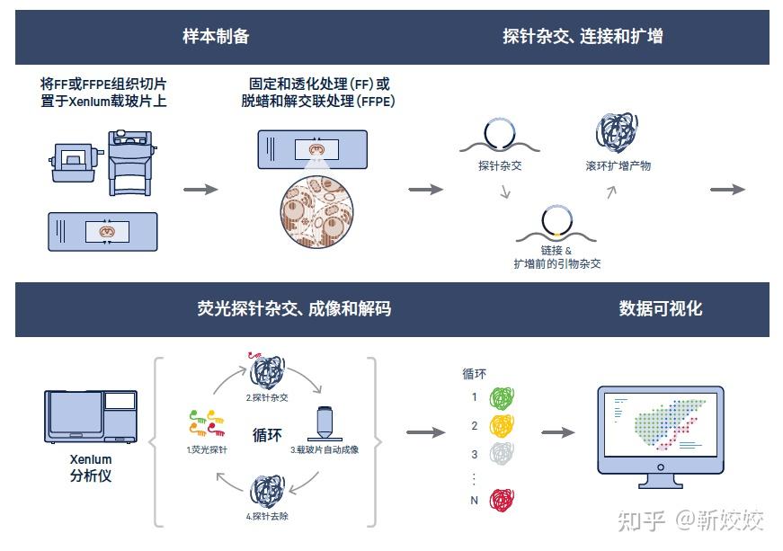 Xenium亚细胞空间原位分析解决方案重磅出炉!开启空间生物学新纪元 - 知乎