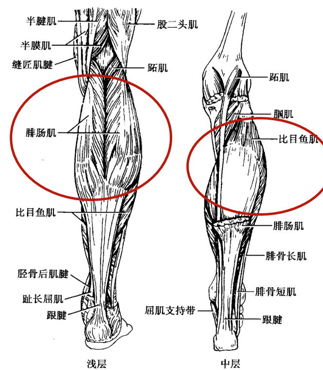 腓肠肌解剖图图片