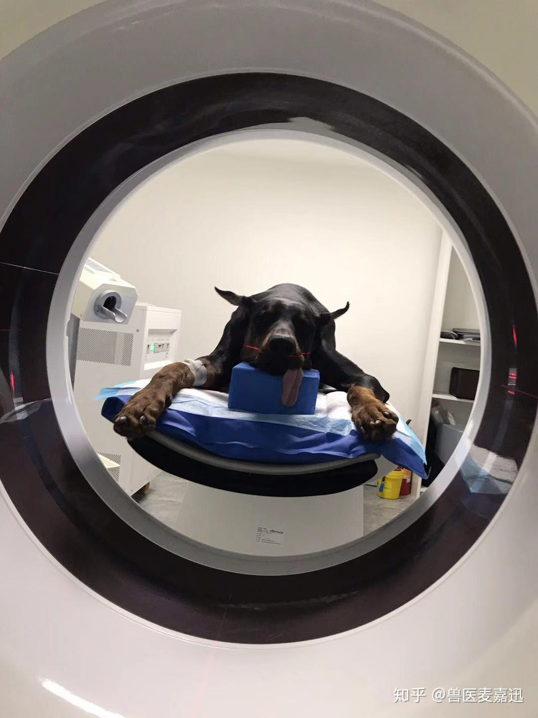 3000例宠物CT分享之家长八大问！！？ - 知乎