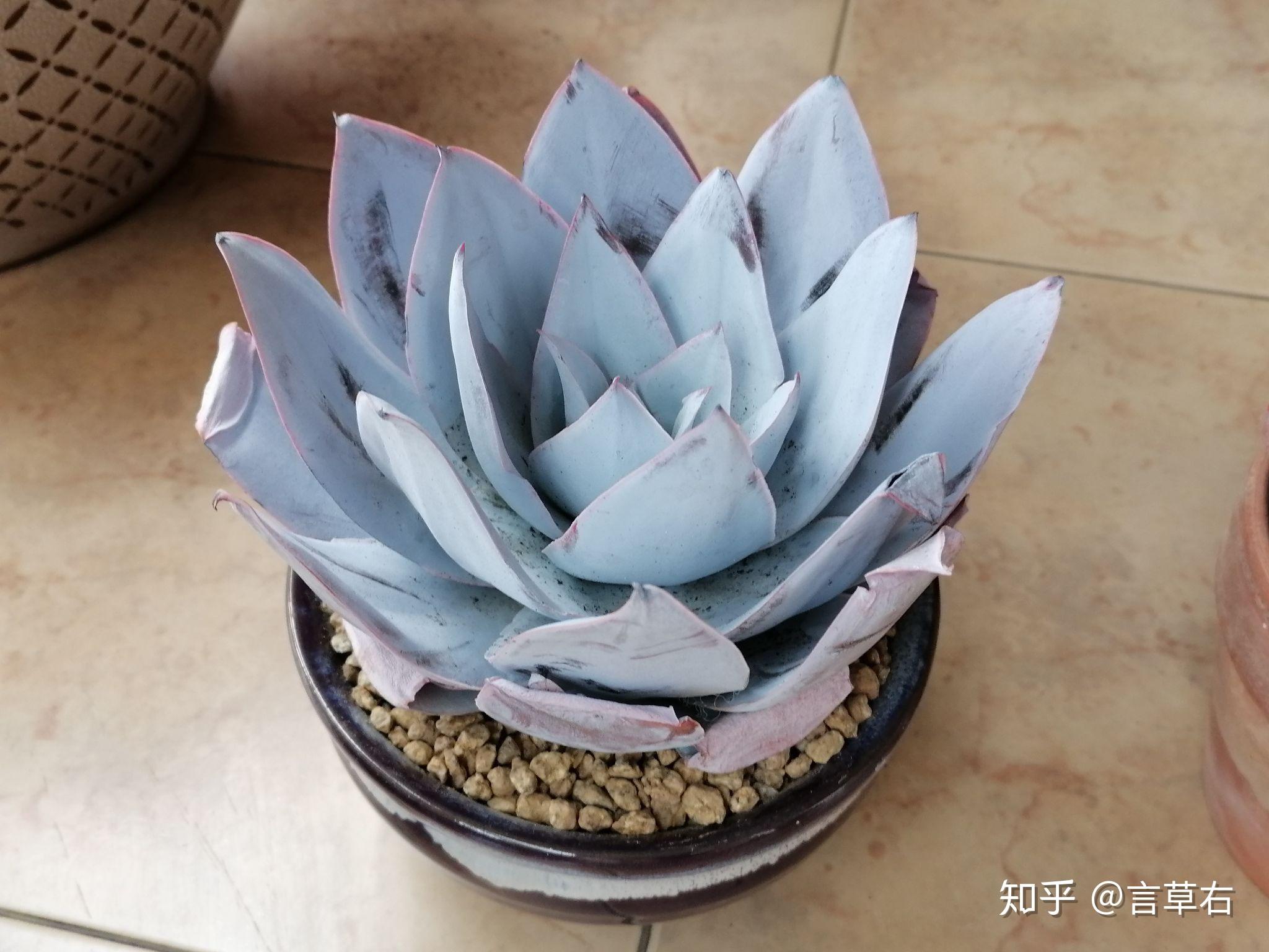 广寒宫多肉什么花盆好看? - 知乎