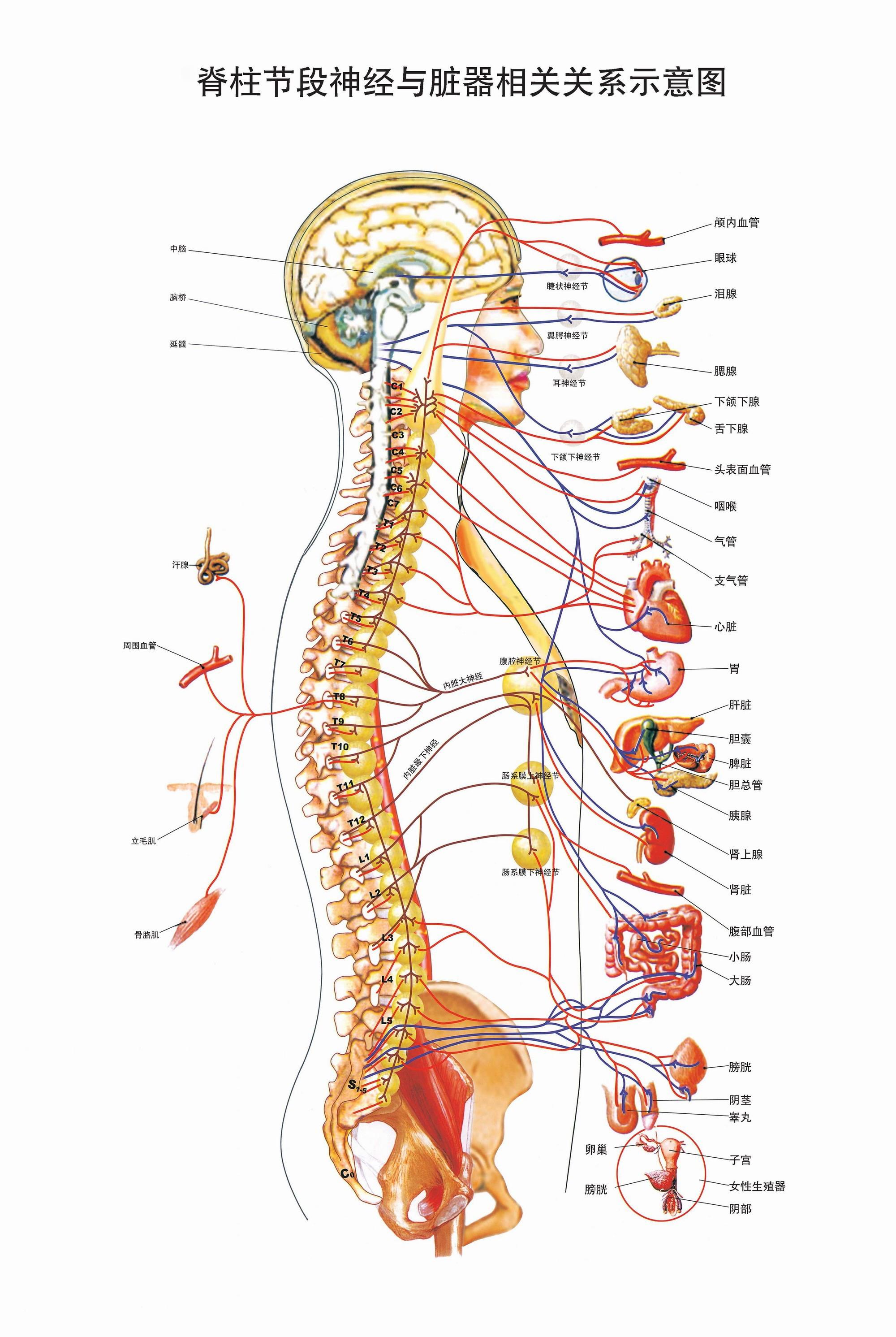 求高清的脊椎全息图? - 知乎