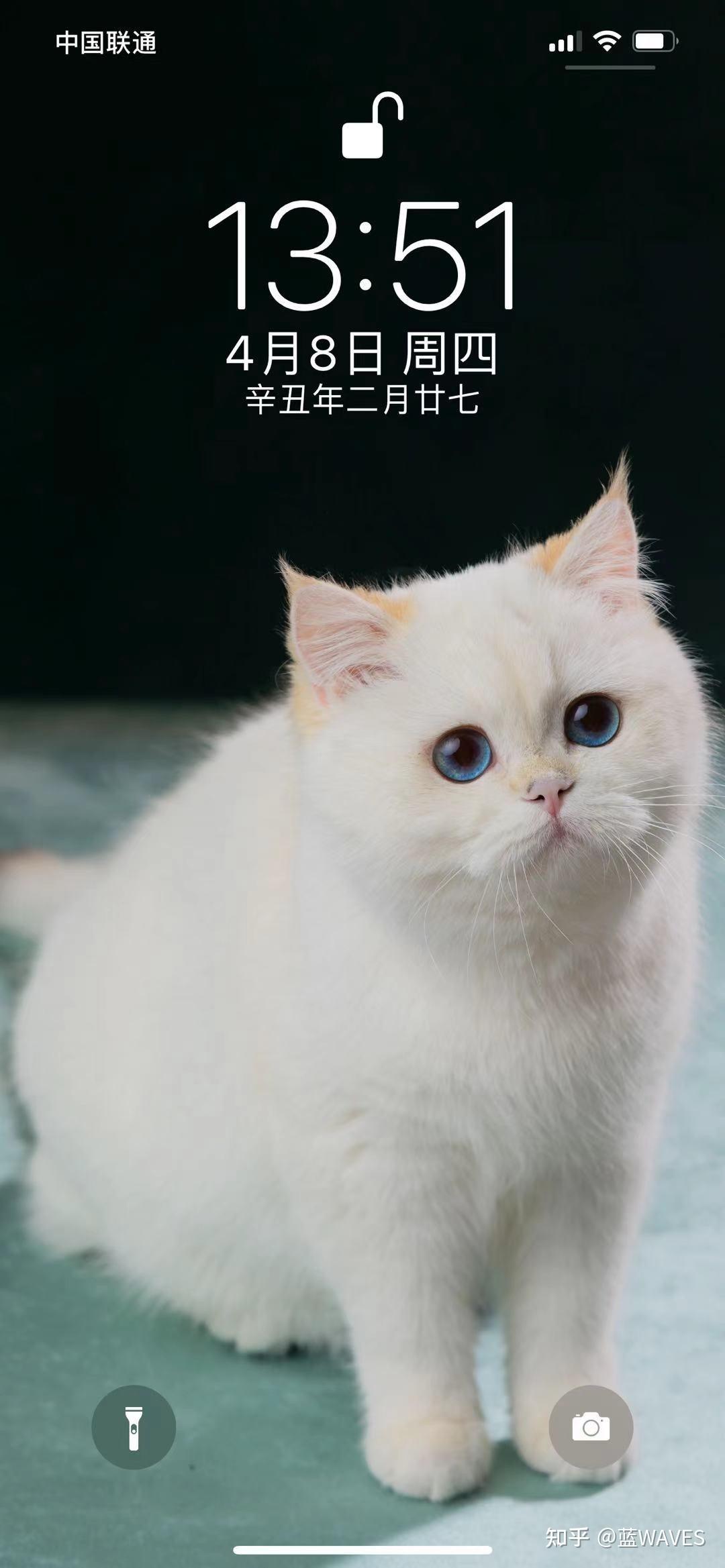 有没有懂猫的朋友帮我看看这只银点血渐层怎么样感谢大佬