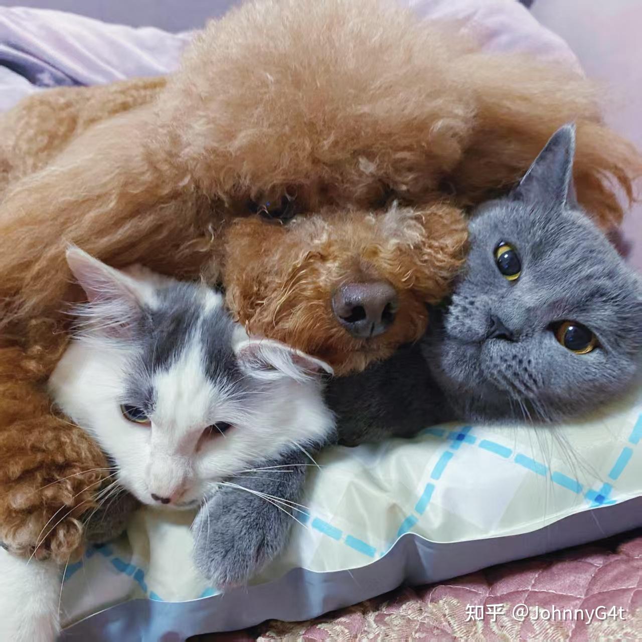 上班族想养个小动物,养猫好还是养狗好? - 知乎