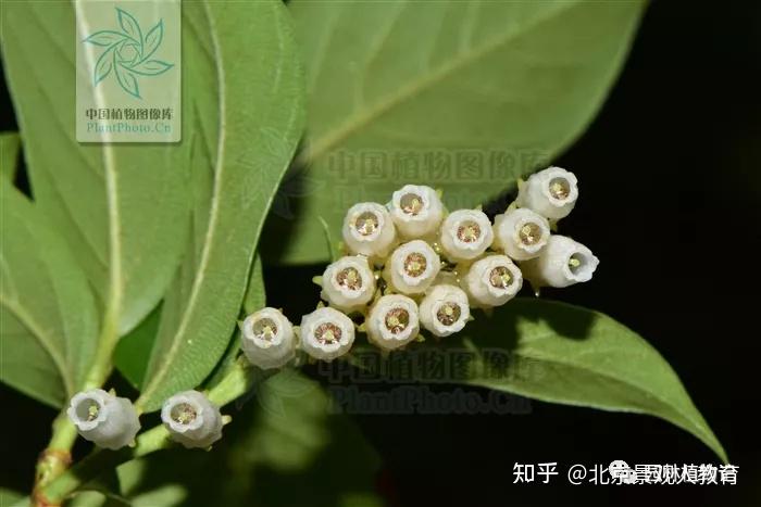 【景观人植物理论系列】蔷薇科总结 - 知乎