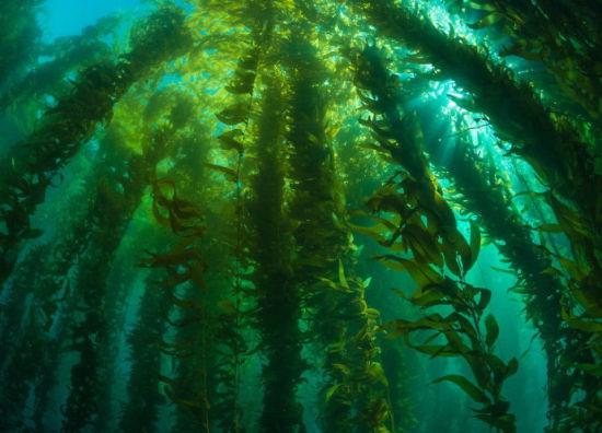 最新海藻大全(一)来看看你认识几种? 知乎