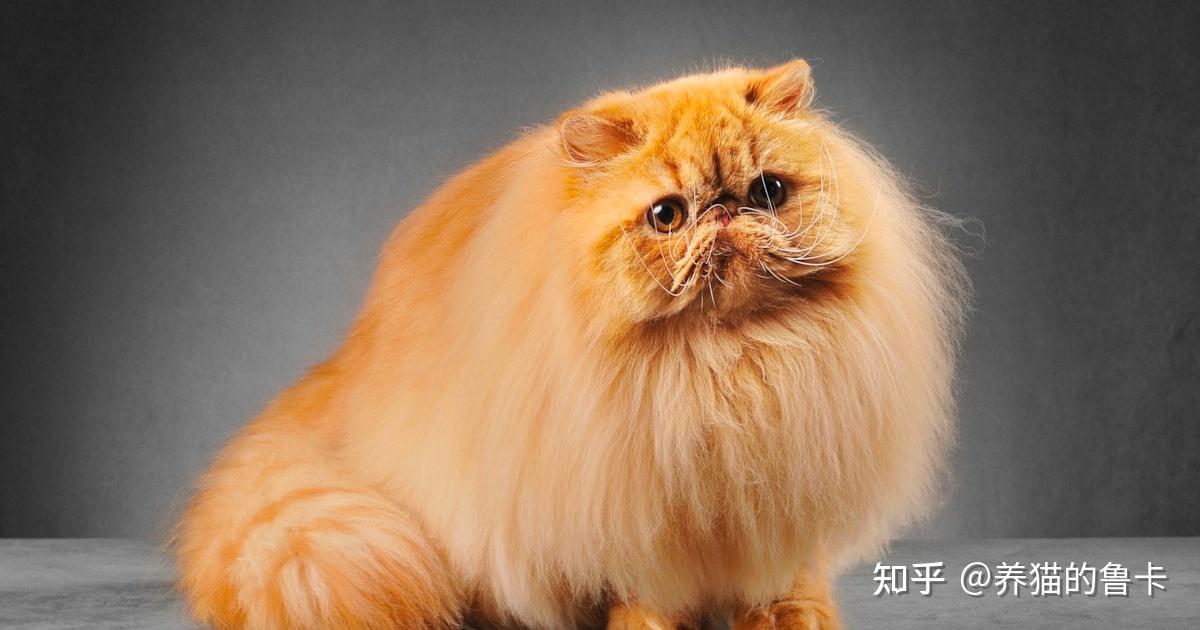 为什么80年代波斯猫很火,一个眼睛蓝一个眼睛黄,但现在很少听到了?