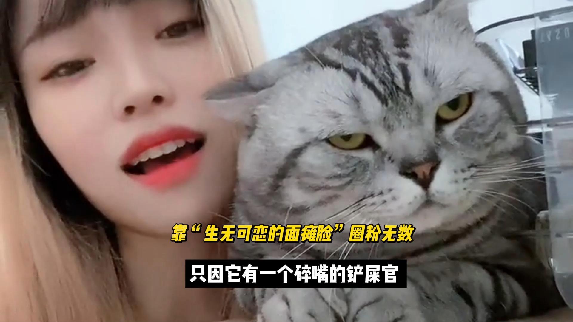 美短猫安东尼靠面瘫脸圈粉无数只因它有一个碎嘴的铲屎官