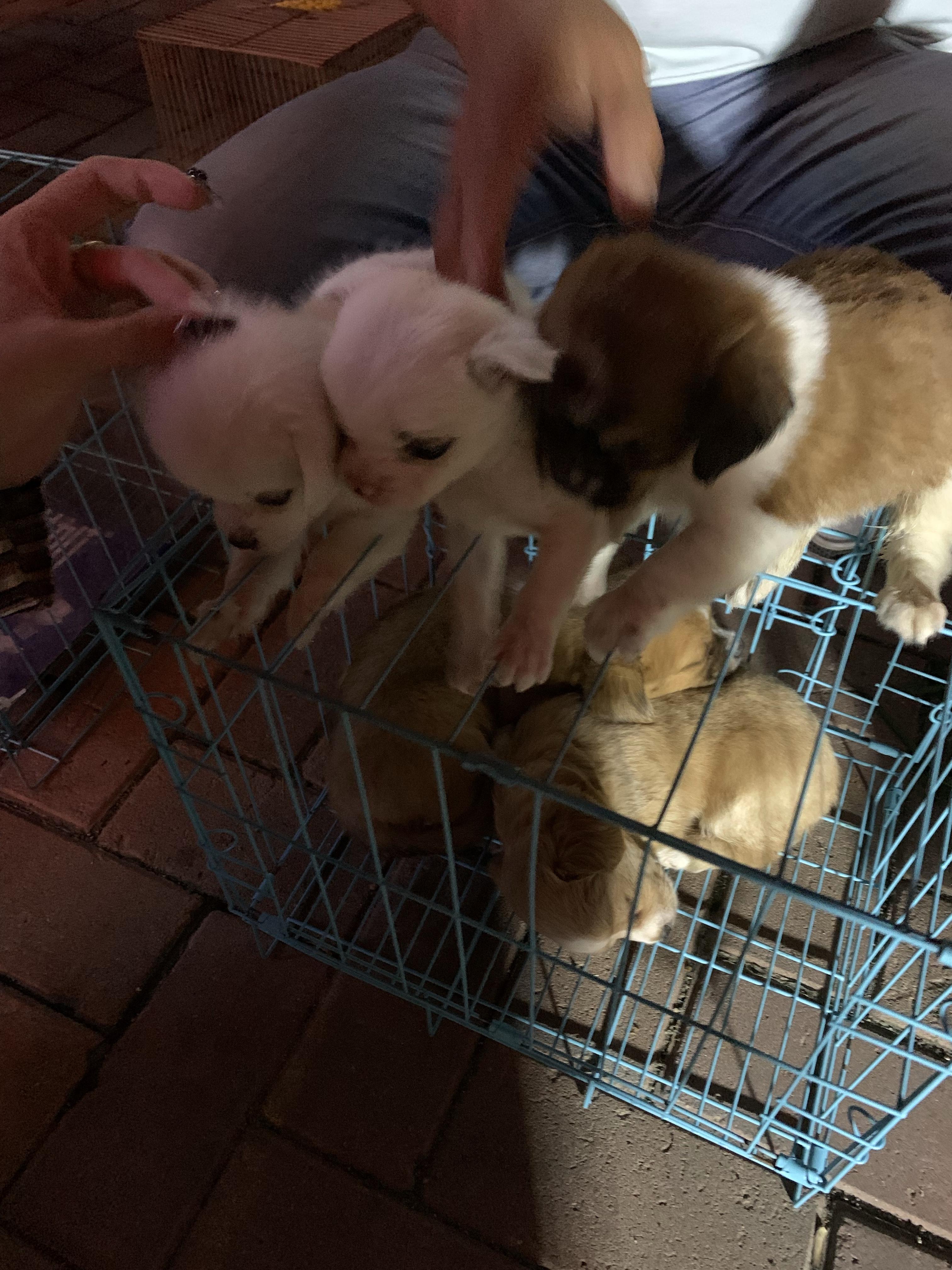 博美比熊混血是什么样的啊? - 知乎