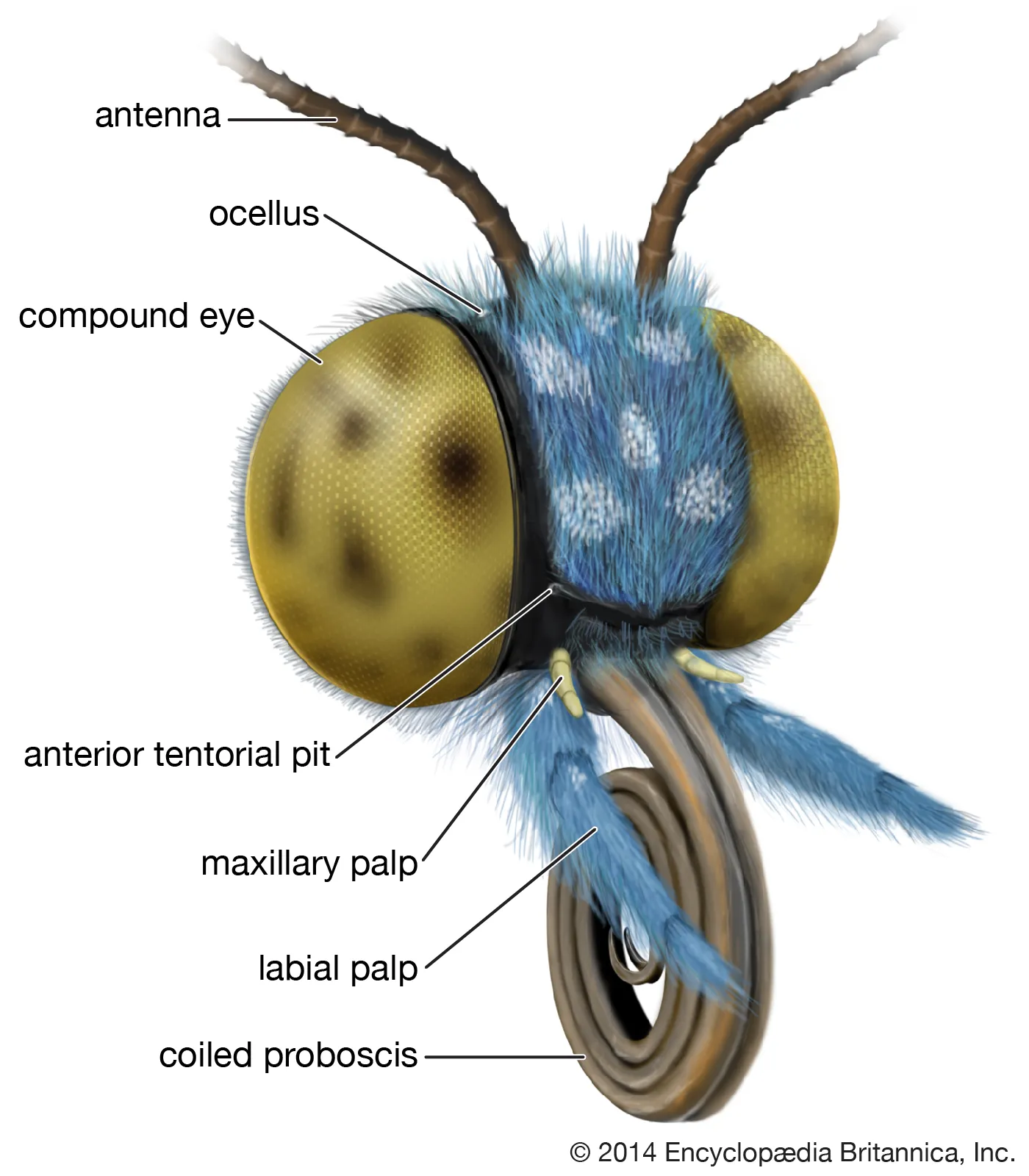 Labrum Of Insect 突然有点好奇,飞蛾是以吃什么食物为生的? - 知乎