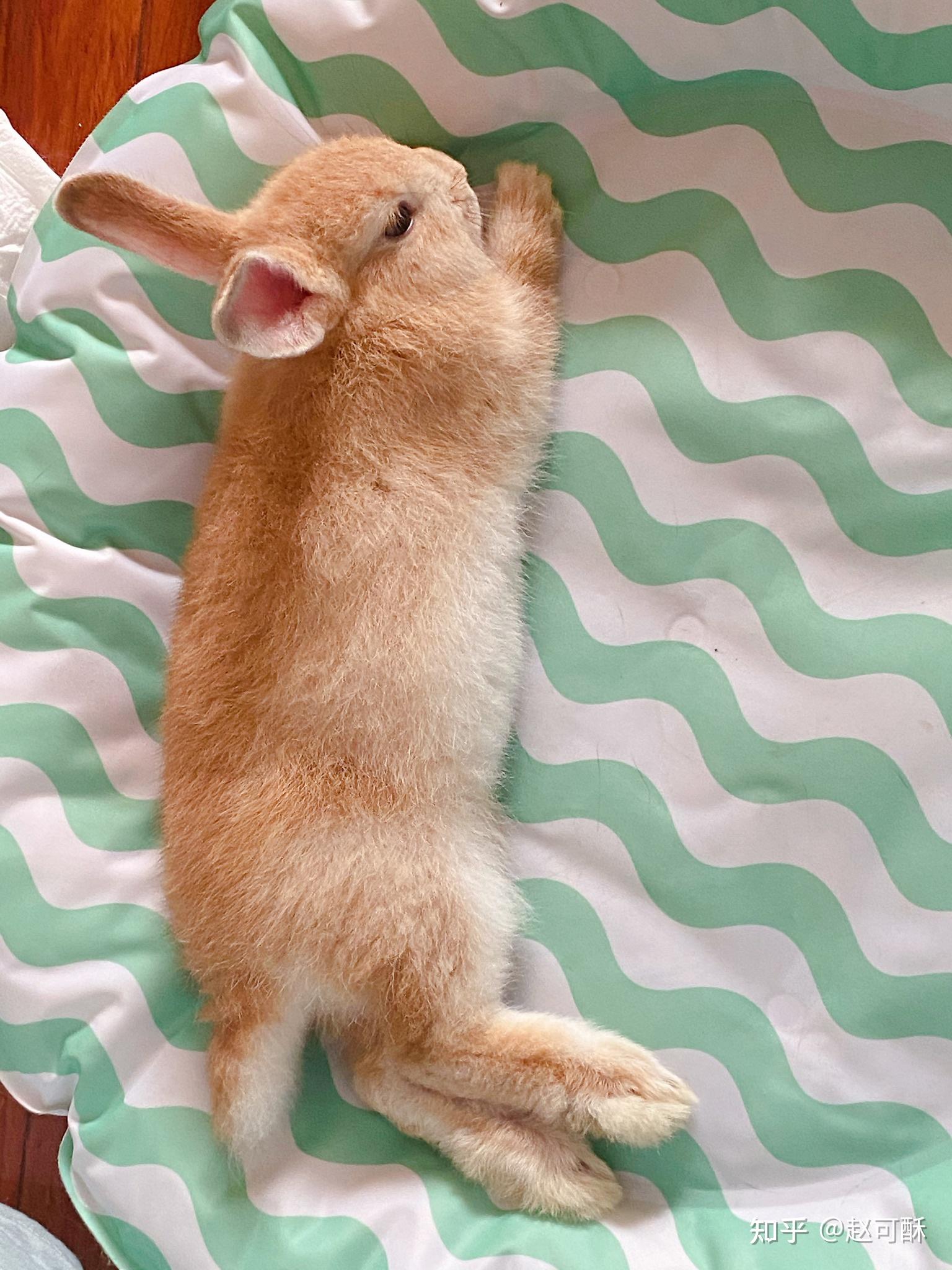 请问一下,兔兔睡觉的姿势是什么样子的? - 知乎