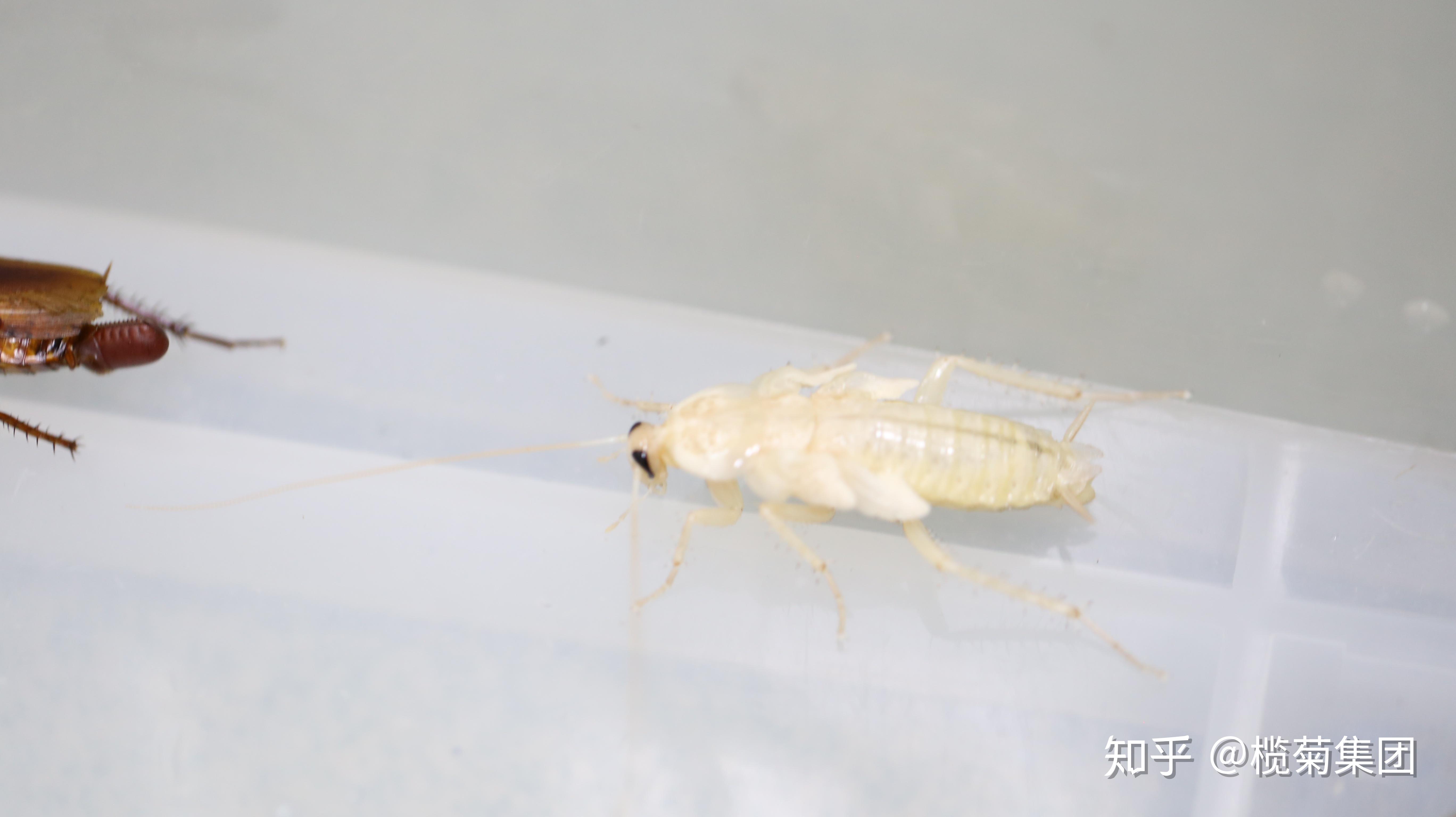 蟑螂换壳的时候被打扰了会怎样,会换不下来,然后死掉吗? - 知乎