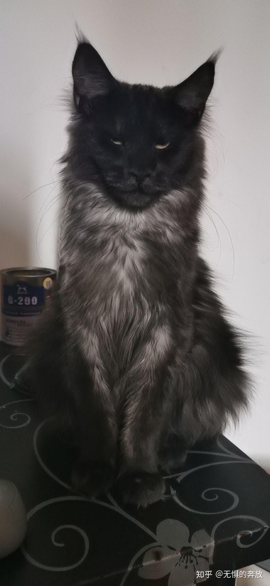 能不能分享一下你家宠物的照片