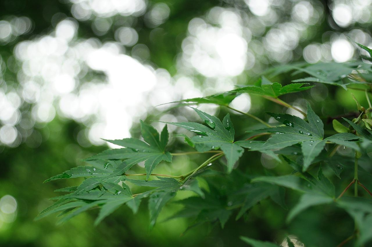 蚂蚁树叶的家园