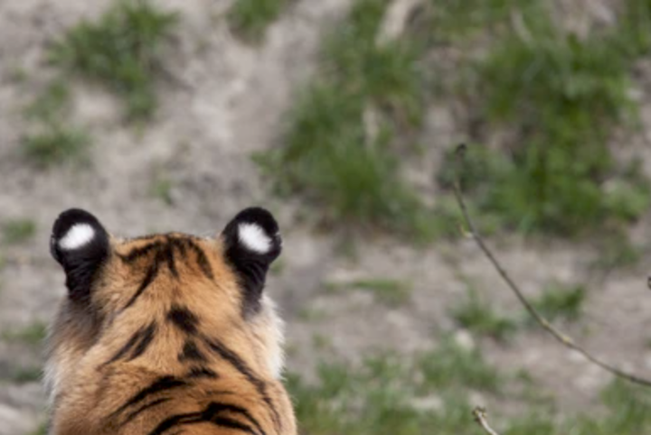 同样是猫科,为什么猫的耳朵是尖的,老虎的耳朵却是圆的?