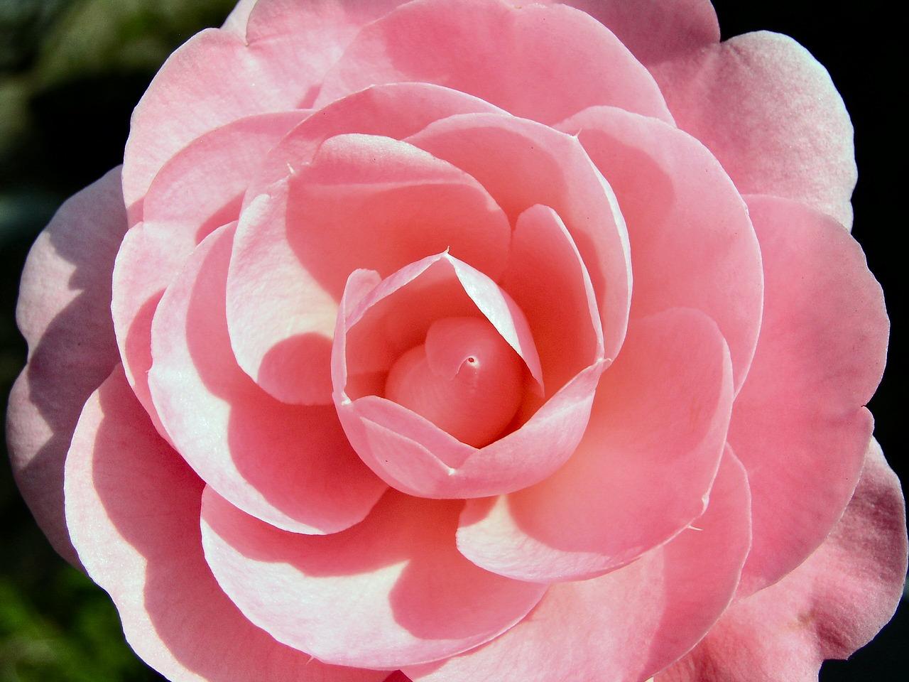 栀子花花期怎么养护