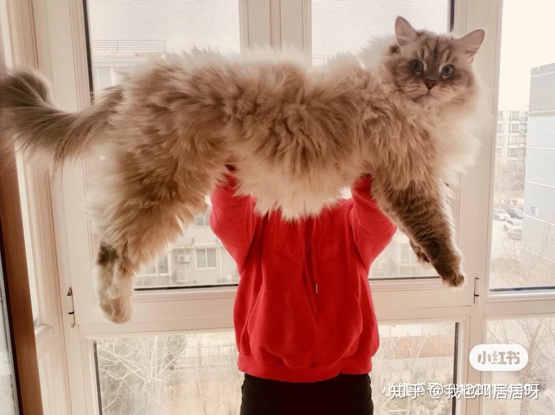 请问有谁知道这是什么品种的猫