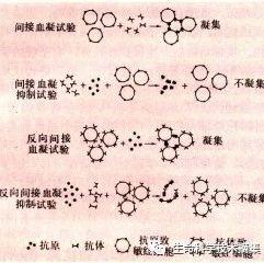 直接凝集实验 - 知乎