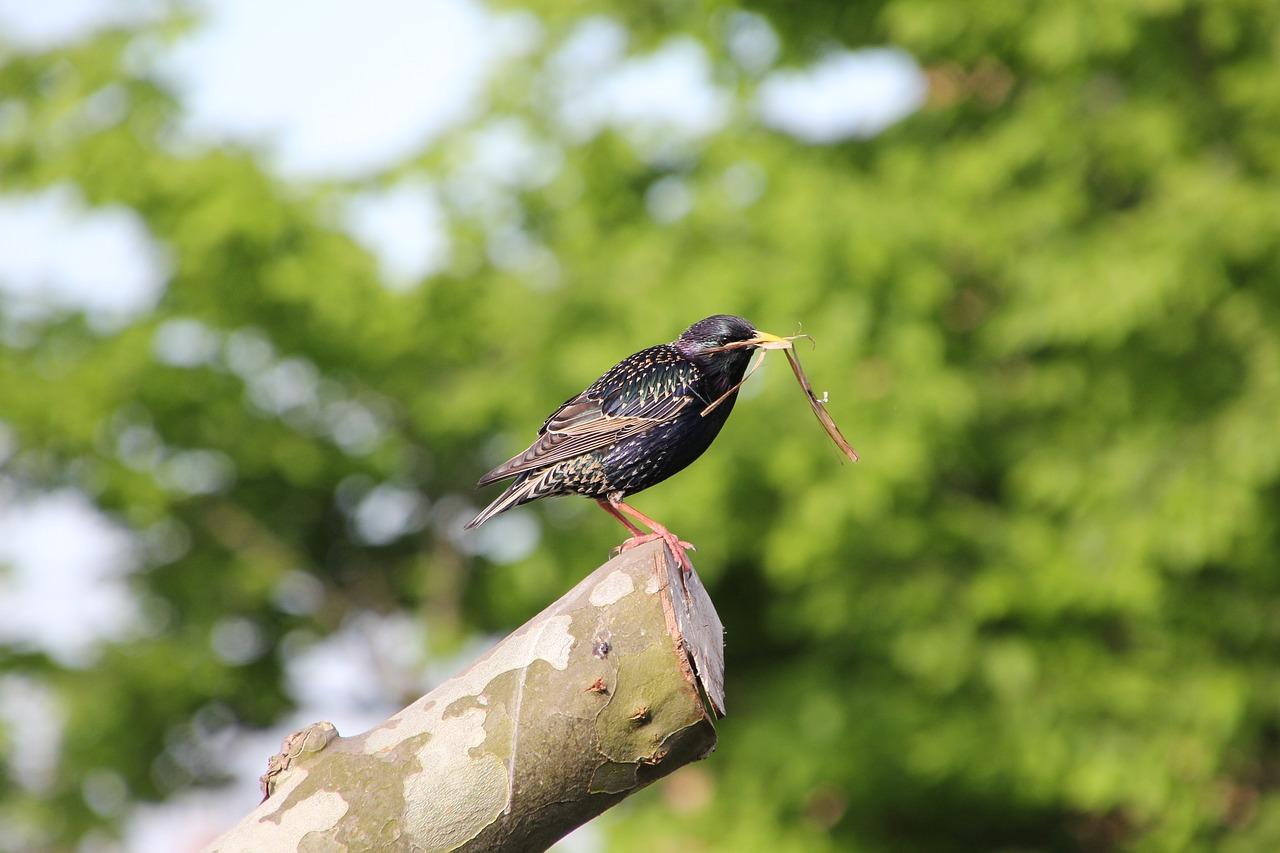 什么叫候鸟人群