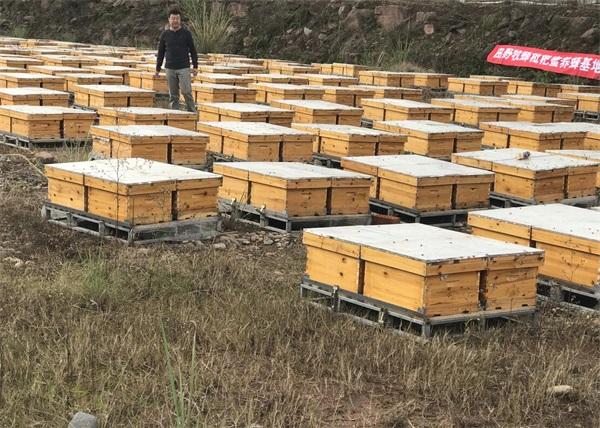 田野牧蜂是真蜜吗