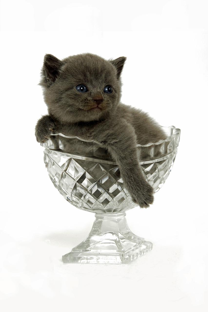 小狗的活泼天性