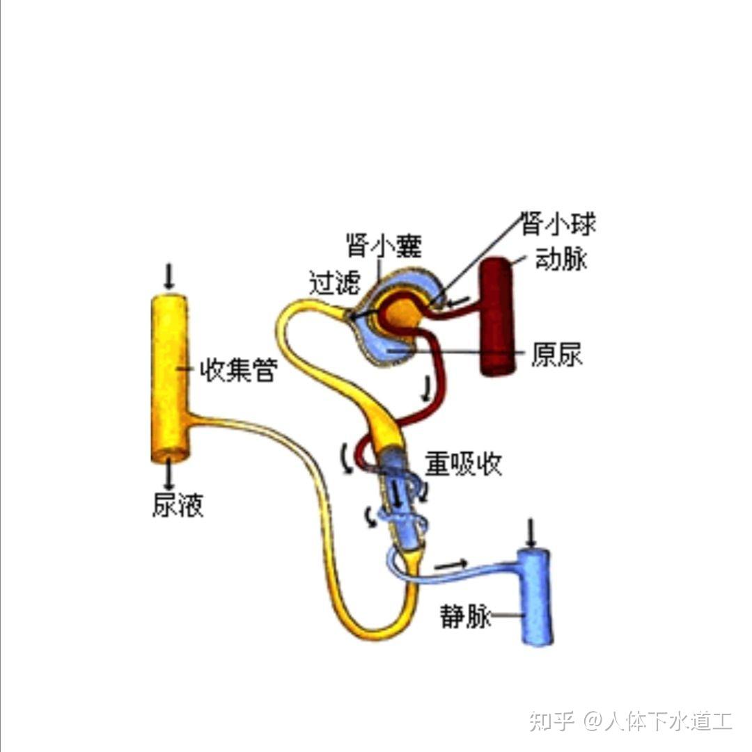 尿液的產生過程是怎樣的