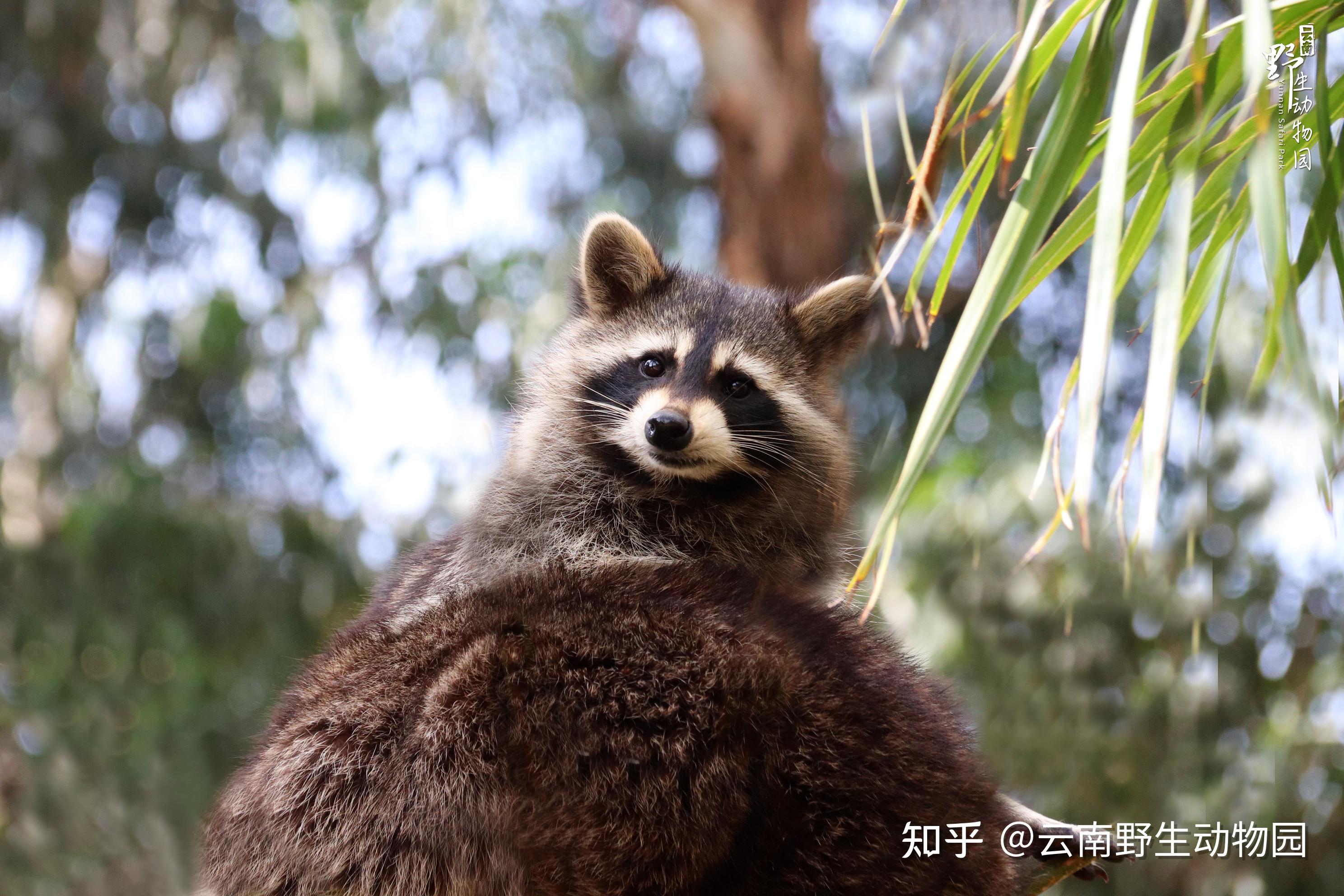 春天小动物是什么样子的