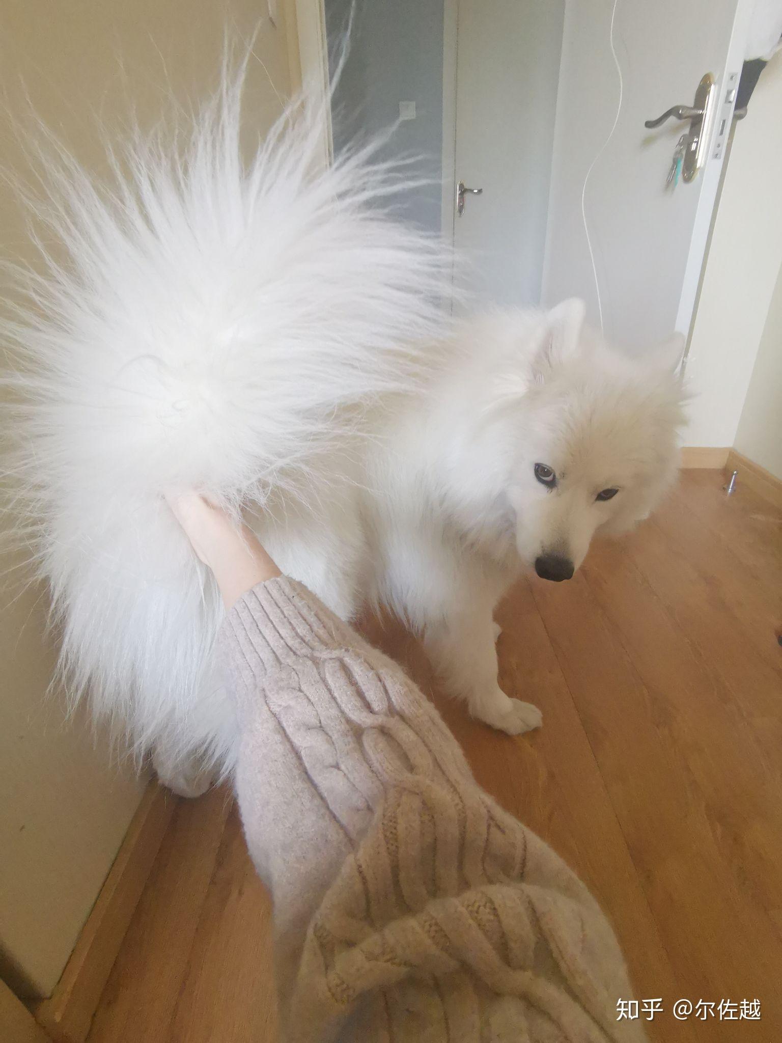 萨摩耶有尾巴吗