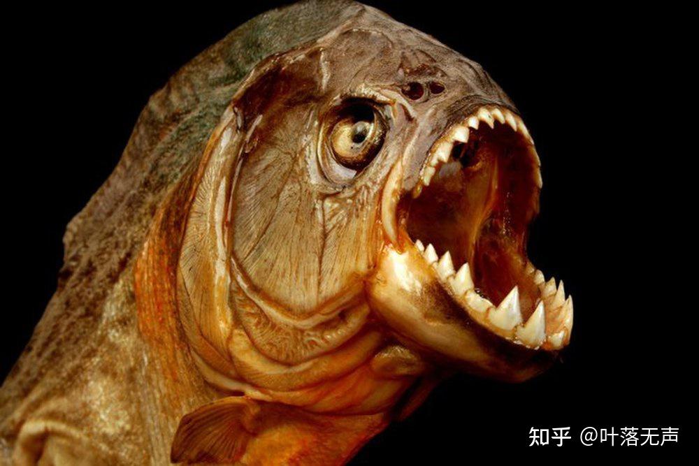 亚马逊流域的食人鱼好吃么,味道怎么样? - 知乎