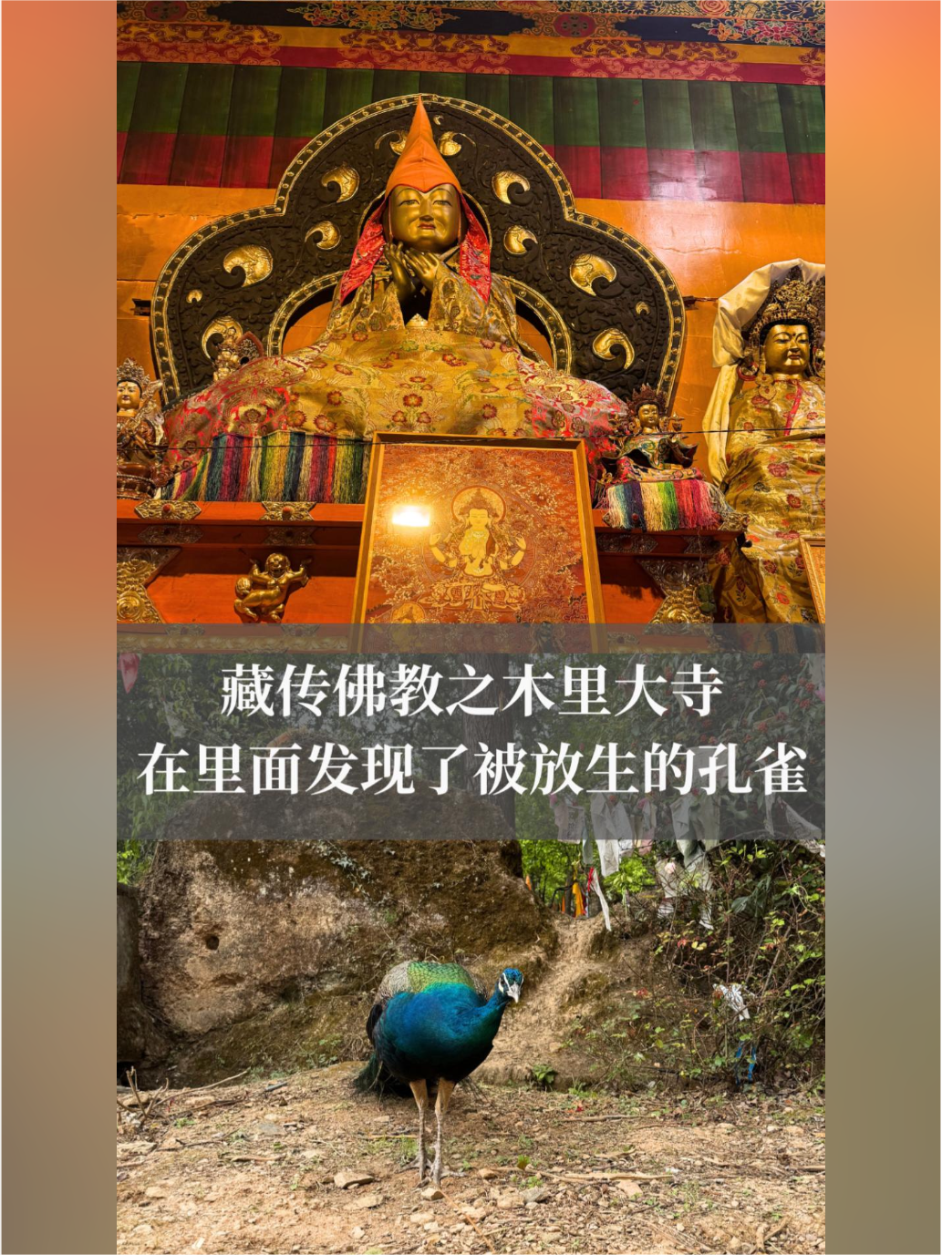 藏传佛教之木里大寺供奉着2673米高的鎏金强巴佛