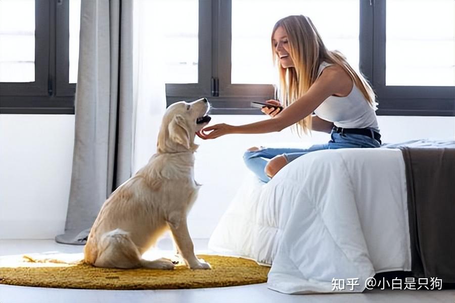 狗的一生,会认几个主人?现在就告诉你答案