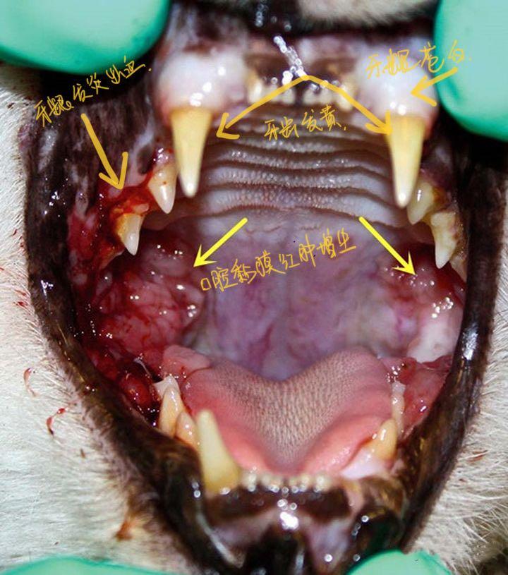 猫杯状病毒不打针能治好吗