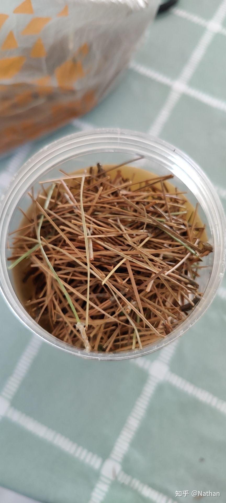 体验《松针茶》
