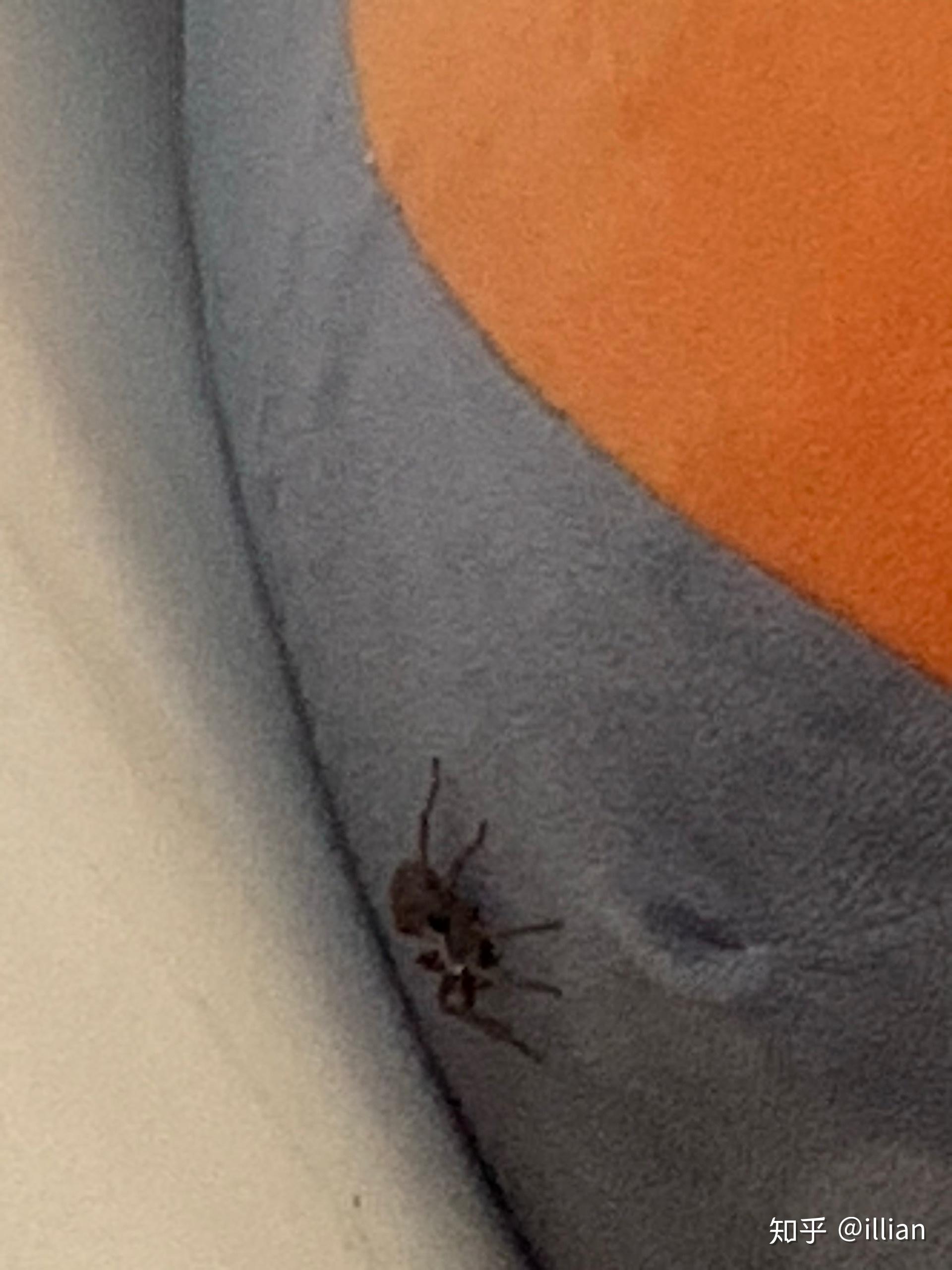 这是啥蜘蛛在我床上旁边还有只钱串子我怕了