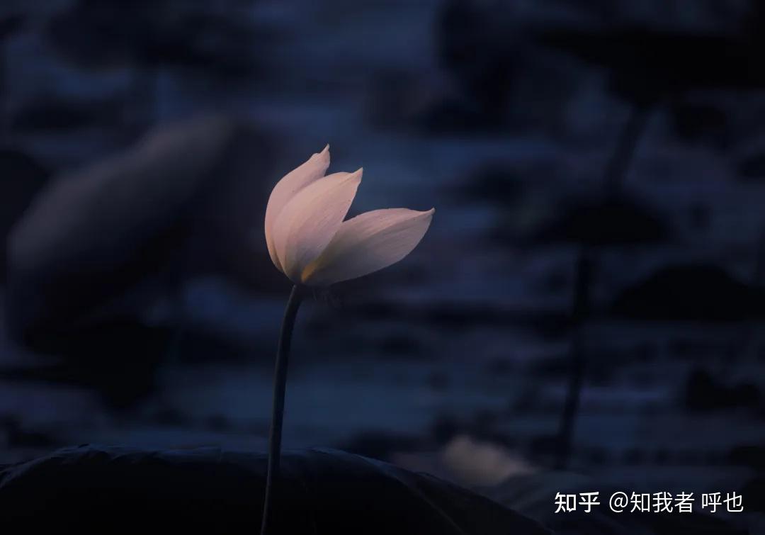 柳永经典诗词：衣带渐宽终不悔，为伊消得人憔悴 - 知乎