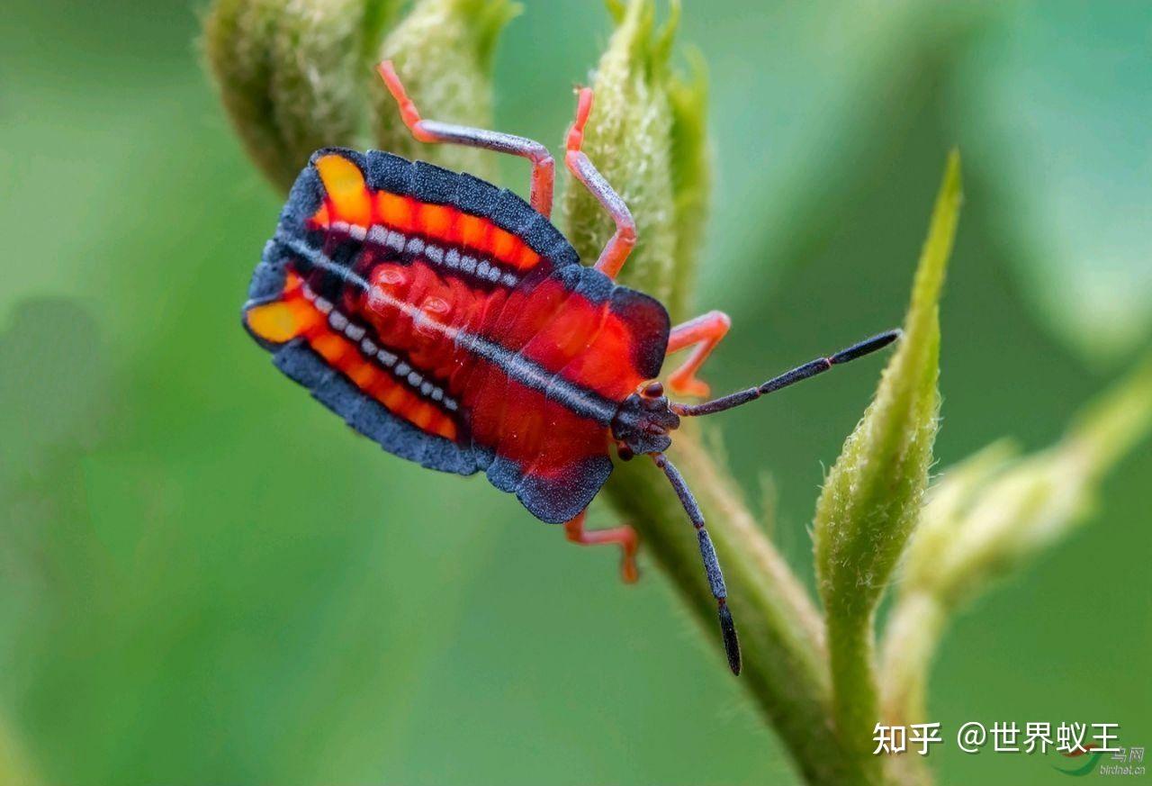有人知道这种黑黑扁扁的虫子是个啥吗?