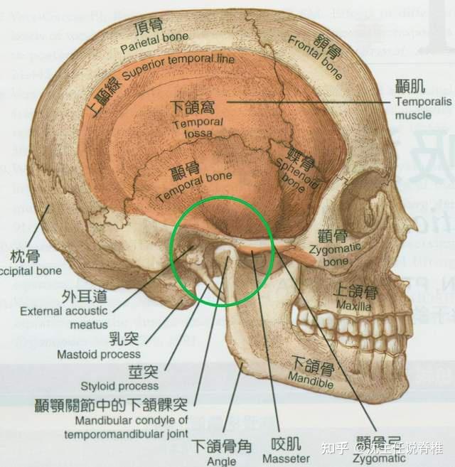 下颌在哪个位置示意图图片