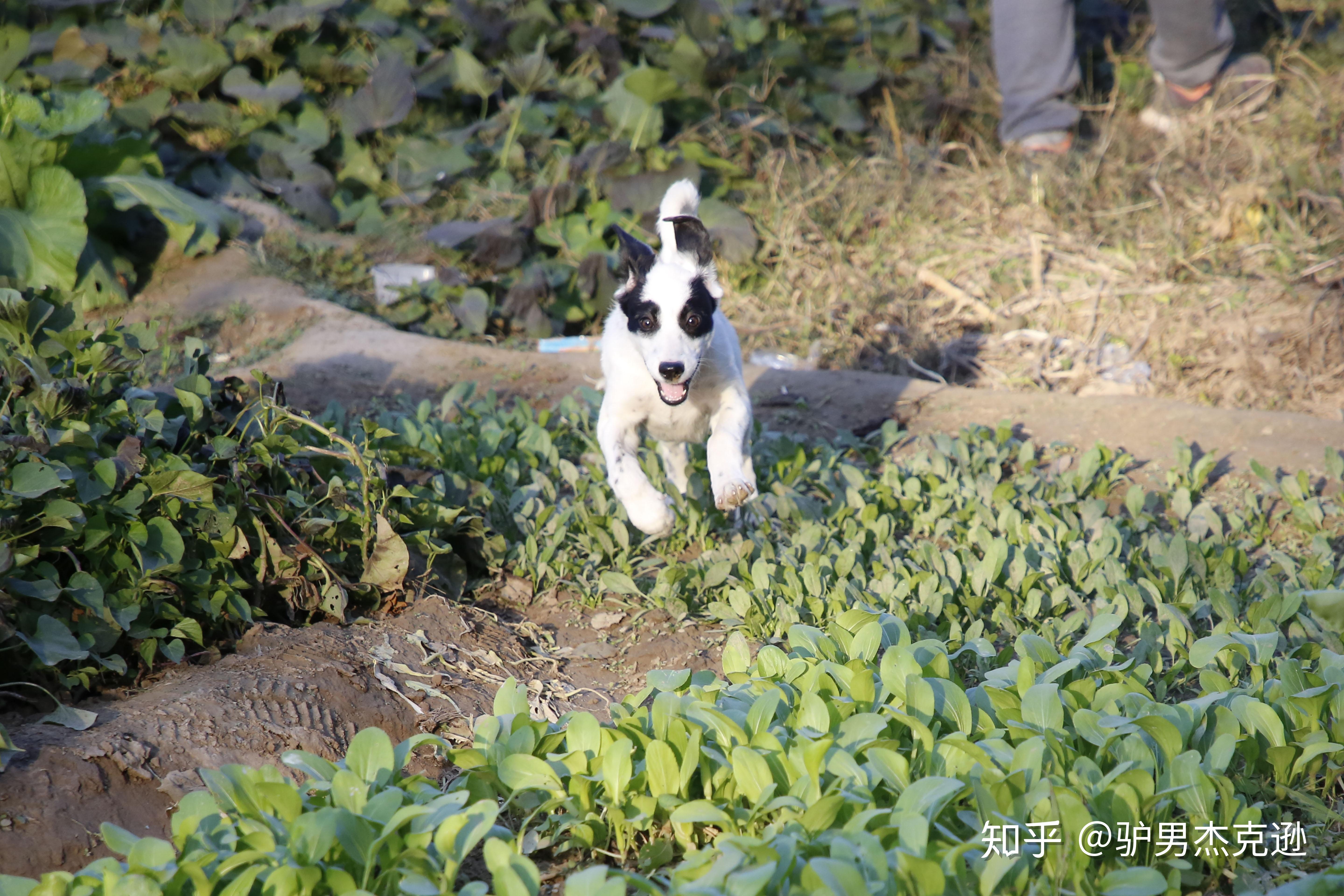 请问拉布拉多和边牧串串怎么样