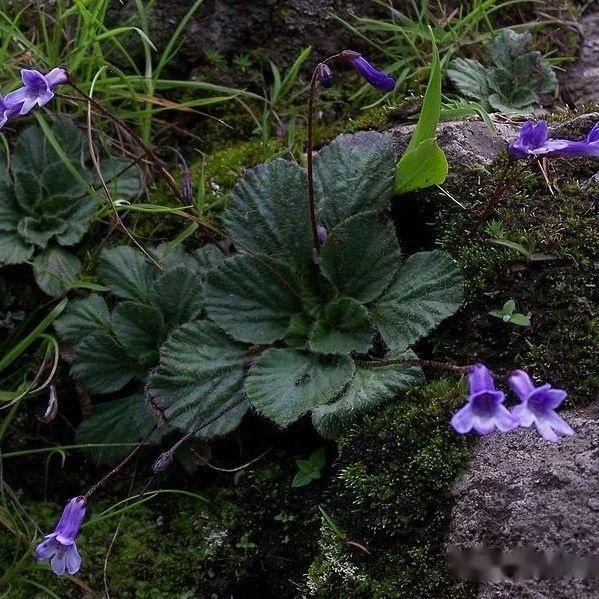 【植物界全系列】唇形目—苦苣苔科(三):石花