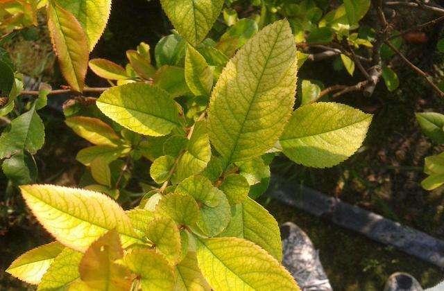 舍非园艺花园养护中植物叶片发黄现象的处理