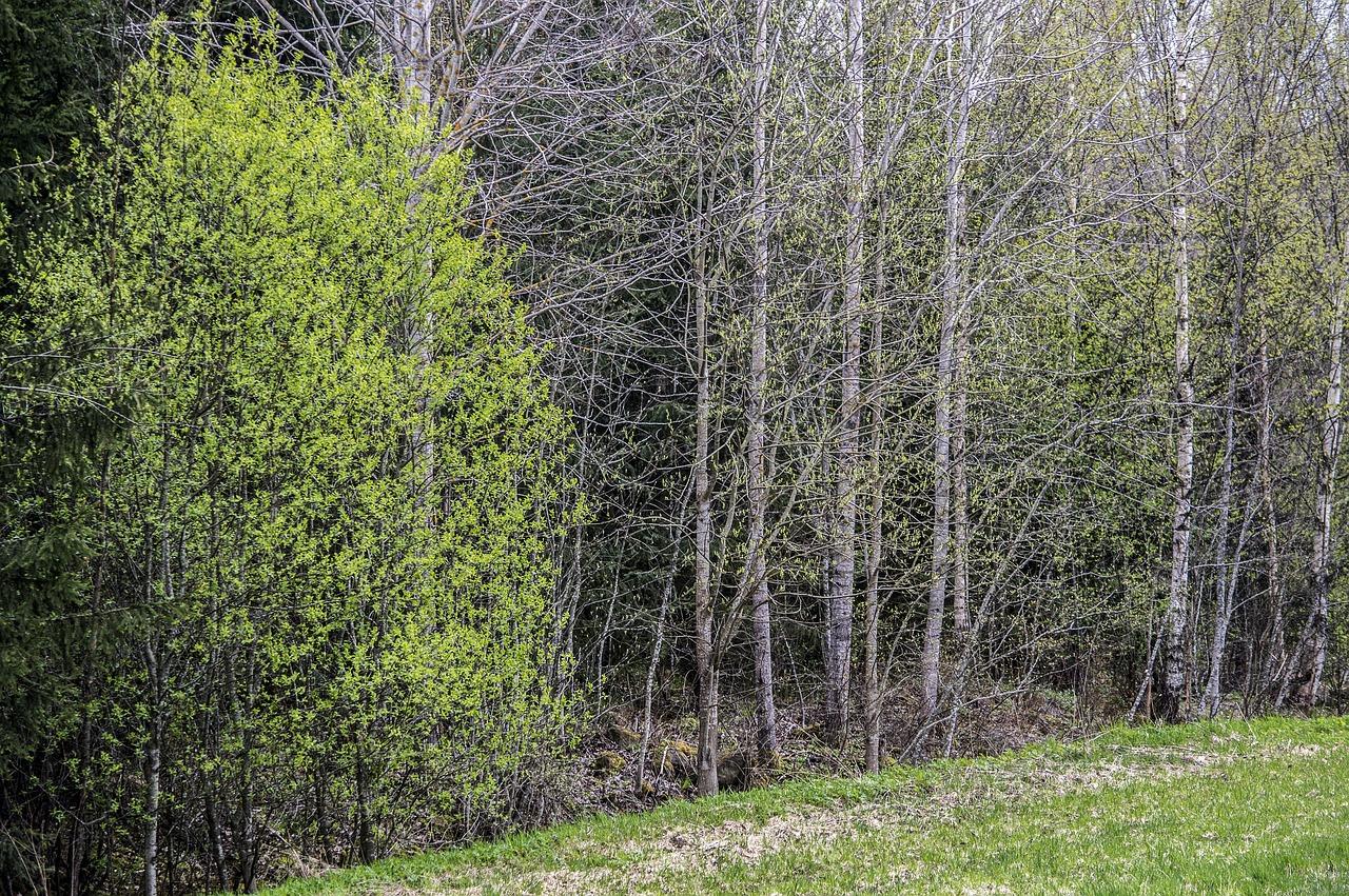 树木下面为什么涂白色