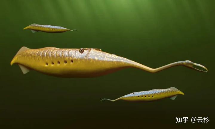 有哪些物种看起来像 AI 生成的，但在自然界真实存在？