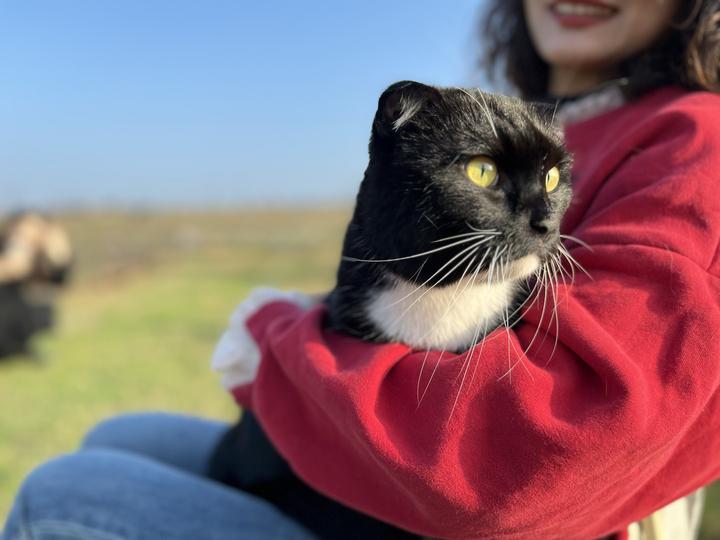 新手养猫攻略:养猫注意事项,新手养猫准备什么物品,超全养猫指南,持续更新中 - 知乎